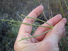 Anginon swellendamense