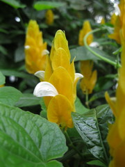 Pachystachys lutea
