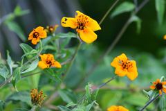 Sclerocarpus uniserialis