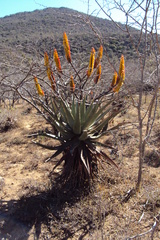 Aloe spectabilis