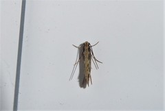 Tinea pallescentella