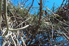 Cynanchum viminale viminale