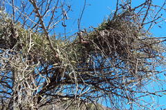 Cynanchum viminale viminale