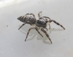 Euryattus