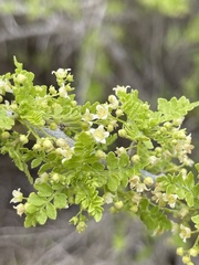 Bursera littoralis