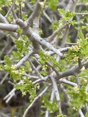 Bursera littoralis