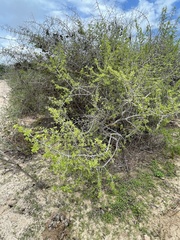 Bursera littoralis