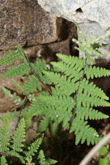 Myriopteris covillei