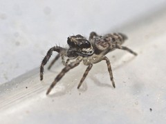 Euryattus
