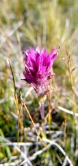 Castilleja lemmonii
