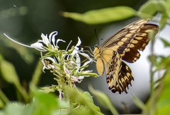 Heraclides ornythion