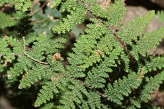 Myriopteris covillei