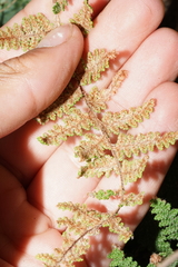 Myriopteris covillei