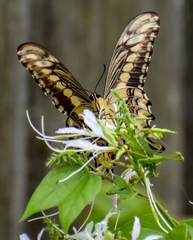 Heraclides ornythion