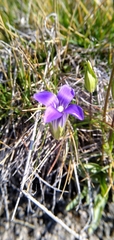 Gentianopsis holopetala
