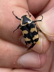 Euphoria fascifera
