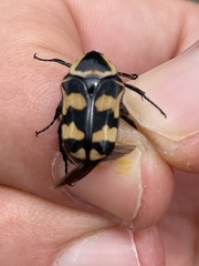Euphoria fascifera