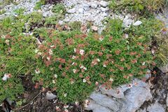 Potentilla clusiana