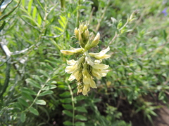 Astragalus strigulosus