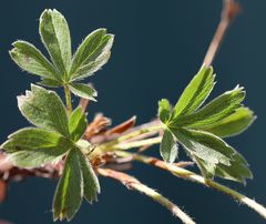 Potentilla clusiana