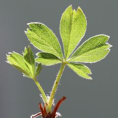 Potentilla clusiana