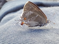 Thereus cithonius
