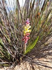 Lachenalia membranacea