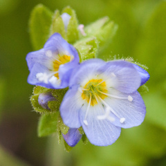 Polemonium californicum