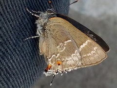 Thereus cithonius