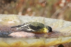 Spinus psaltria