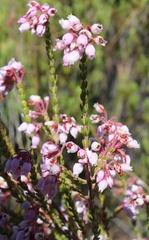 Erica verecunda