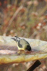 Spinus psaltria