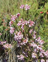 Erica verecunda
