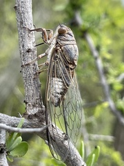 Diceroprocta digueti