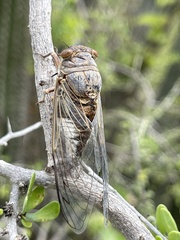 Diceroprocta digueti