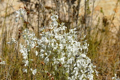 Heliophila juncea
