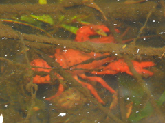 Euastacus