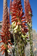 Aloe gariepensis