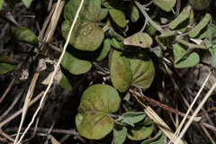 Jacquemontia pringlei