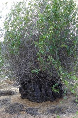 Dioscorea elephantipes