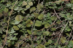 Jacquemontia pringlei