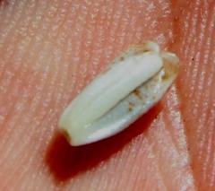 Leucadendron nitidum