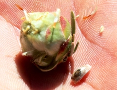 Leucadendron nitidum