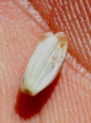 Leucadendron nitidum