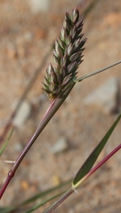 Schismus schismoides