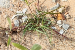 Schismus schismoides