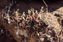 Delosperma tradescantioides