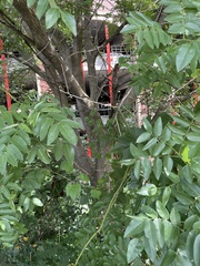 Styphnolobium japonicum