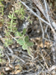 Galium martirense