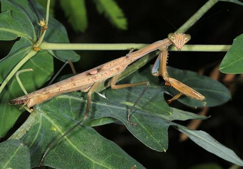 Flag Mantis